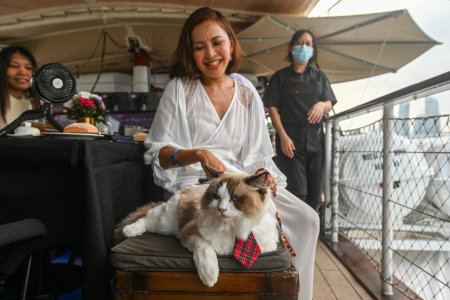 Croaziere luxoase alaturi de pisici, ultimul trend in turismul din Singapore. Cat costa un bilet pentru mate rasfatate precum Coco, Bobo si Mahmud | VIDEO