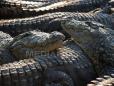 Crocodilii sunt capabili sa detecteze suferinta in plansul bebelusilor - studiu