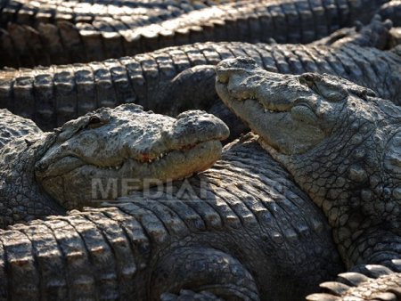 Crocodilii sunt capabili sa detecteze suferinta in <span style='background:#EDF514'>PLANSU</span>l bebelusilor - studiu