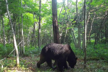 Ursul “<span style='background:#EDF514'>NINJA</span>”, capturat in Japonia dupa 4 ani de cautari. A atacat peste 60 de bovine, iar urmarirea lui a fascinat presa japoneza