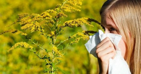 Ambrozia, iarba parloagelor, produce astm si <span style='background:#EDF514'>SOC ANAFILACTIC</span>. O zi din viata unui alergic