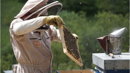 Canicula topeste fagurii, iar familiile de albine mor prin sufocare! Semnalul de alarma al apicultorilor romani