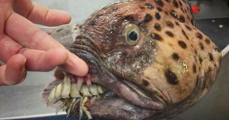 Creatura bizara descoperita de un pescar, care are dinti ca ai oamenilor: Musca doar daca o deranjezi