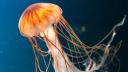 <span style='background:#EDF514'>SIMPTOMELE</span> intepaturii de meduza. Cand trebuie sa mergi la medic