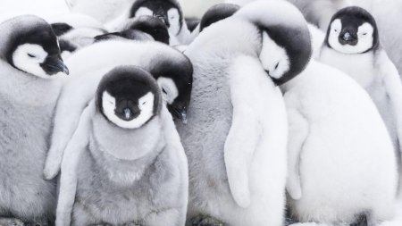 Incalzirea globala produce dezastre: Aproximativ 10.000 de pui de pinguin imperial au murit dupa ce gheata s-a topit