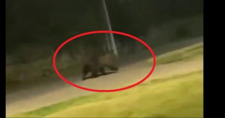 Ursul Rambo la <span style='background:#EDF514'>INDIGO</span>? Animal salbatic fugarit si filmat de soferi in Floresti-Prahova VIDEO