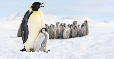Catastrofa climatica in Antarctica. Cel putin 10.000 de <span style='background:#EDF514'>PINGUIN</span>i imparat au murit dupa ce s-a rupt gheata