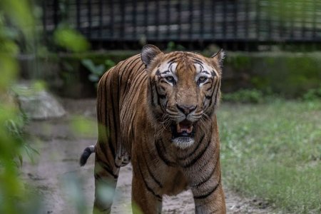 Un barbat a fost muscat de tigru la Gradina Zoologica din Barlad. Victima era vizitator