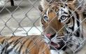 Vasluianul beat care provocat tigrul de la zoo s-a ales cu o bucata lipsa din laba piciorului