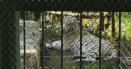 Un barbat a fost muscat de tigru la zoo, in Barlad. A bagat piciorul prin gard, iar animalul s-a napustit asupra lui