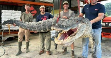 Monstrul capturat in Mississippi de un grup de <span style='background:#EDF514'>VANATORI</span>. Este cel mai mare aligator: Material de cosmar!