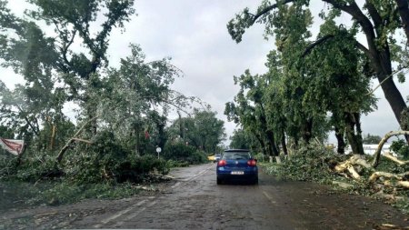 Trafic oprit pe DN 15, in Harghita: vantul a rupt copaci