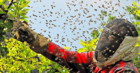 Pericol in Canada: Cinci milioane de albine au zburat in toate directiile dupa ce mai multi stupi au cazut dintr-un camion