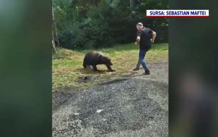 Momentul in care un turist polonez se pune in pericol pentru a face o poza unei ursoaice cu doi pui, pe <span style='background:#EDF514'>TRANSFAGARASAN</span>.