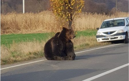Urs lovit mortal pe autostrada A3, in judetul Cluj. Un TIR si o masina au suferit pagube