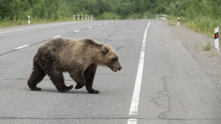 Un urs de 200 de kilograme a fost lovit mortal pe autostrada A3, dupa ce a sarit gardul de protectie si a ajuns pe carosabil