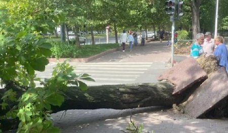 Un copac a cazut peste o femeie in Sectorul 3 din Bucuresti