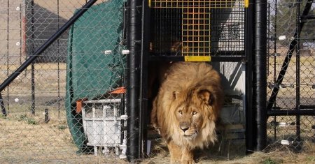 Cel mai singuratic leu din lume a fost eliberat! <span style='background:#EDF514'>RUBEN</span> a ajuns la un sanctuar din Africa