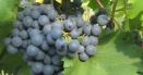 Babeasca Neagra, vinul care l-a cucerit pe domnitorul <span style='background:#EDF514'>STEFAN CEL MARE</span>. Legenda renumitei licori bahice