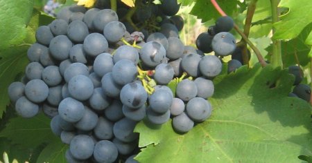 Babeasca Neagra, vinul care l-a cucerit pe domnitorul Stefan cel Mare. Legenda renumitei licori bahice