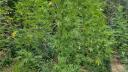 Barbat d<span style='background:#EDF514'>IN DAMBOVITA</span>, arestat preventiv dupa ce a fost prins cultivand canabis intr-o padure