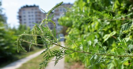 Poluarea ajuta ambrozia sa ne faca viata un calvar. Recomandarile medicilor alergologi