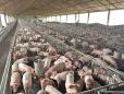 <span style='background:#EDF514'>TRADITIA</span> cresterii porcilor in propria curte se vede in cifre: circa 400.000 de gospodarii din Romania detin un numar similar de porci cu 360 de ferme comerciale