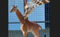 Girafa fara pete, unica in lume, a fost botezata. Numele ei a fost ales prin vot online