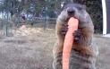 O marmota flamanda surprinsa pe camere mancand legume <span style='background:#EDF514'>FURATE</span> in gradina unui fermier american a devenit vedeta pe internet