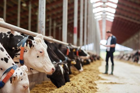 Un numar de 49 de ferme din Romania au cel putin 250 de vaci de lapte si au primit anul trecut subventii prin Sprijinul cuplat zootehnic de peste 4 mil. euro. O treime au actionari straini, cei mai multi din Tarile de Jos. Cei mai mari beneficiari de subventii din 2022 pentru cresterea vacilor de lapte