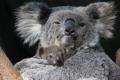 Un stat australian interzice exploatarea <span style='background:#EDF514'>FORESTIER</span>a pentru a crea un paradis pentru koala