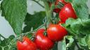 Fermierii primesc mai multi bani prin Programul Tomata. Productia si consumul de rosii au crescut