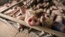 Deficit urias de carne de porc in Romania: Peste 40% din porci sunt crescuti in gospodariile populatiei