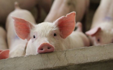 Guvernul vrea sa modifice Legea Porcului: Fermierii nostri sunt dispusi sa fie cobai