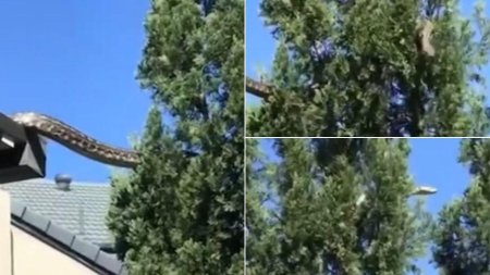 Creatura de aproape 5 metri vazuta intr-un copac din apropierea unei case. Chemati armata