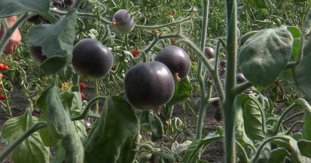 Rosia neagra, omologata in Romania. Soiul de tomate kumato, botezat <span style='background:#EDF514'>RAPSODIA</span>, are proprietati superioare rosiei clasice