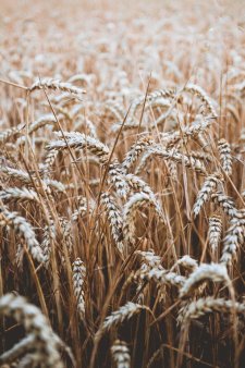 Agentia de Plati si Interventie pentru Agricultura primeste cererile pentru sprijinul de urgenta pentru sectorul cerealelor si al semintelor oleaginoase