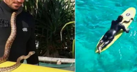 Un barbat australian a fost amendat dupa ce a facut surf cu pitonul sau VIDEO