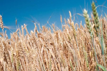Spania sustine ca interzicerea cerealelor ucrainene de unele state UE este ilegala