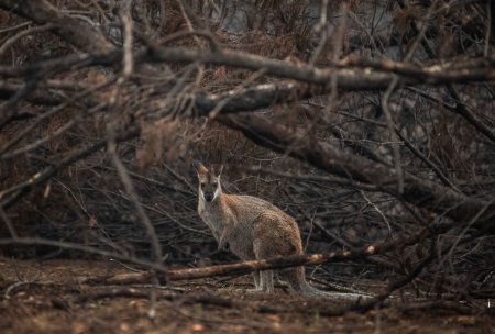 Australia anunta formarea fenomenului meteorologic <span style='background:#EDF514'>EL NINO</span>, asociat cu secete si incendii de padure
