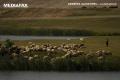 Italia cauta mii de ciobani pentru a salva traditiile. Ministrul italian al agriculturii a cerut UE sa 