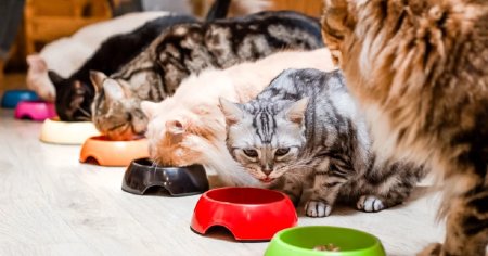 Ce alimente sunt interzise pisicilor