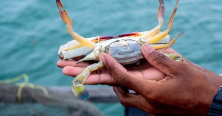 Criza crabului albastru: Italia transforma invadatorul marin in delicatesa culinara
