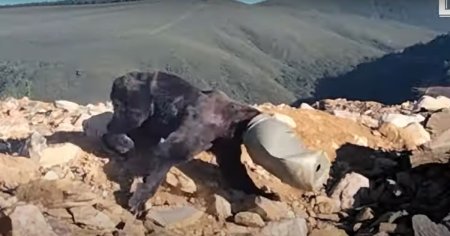 Imagini impresionate cu salvarea unui urs brun al carui cap a ramas blocat intr-un bidon VIDEO