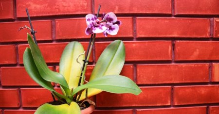 Trucul magic pentru a reinvia o orhidee uscata ale carei flori s-au de<span style='background:#EDF514'>COLOR</span>at