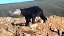 Imagini virale cu salvarea unui urs brun al carui cap a ramas blocat intr-un butoi de plastic