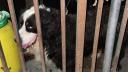 ASPA: Persoana muscata de un ciobanesc de Berna scapat de proprietar, in parcul Lumea Copiilor din Sectorul 4