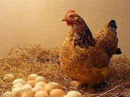 Focar de salmoneloza aviara, la o ferma de pasari din judetul Sibiu / Au fost afectate peste 14.000 de gaini si peste 251.000 de oua / Pasarile vor fi ucise