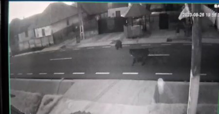 Ursi pe o strada din centrul unei comune din Gorj. Au incercat sa escaladeze gardul unui imobil VIDEO