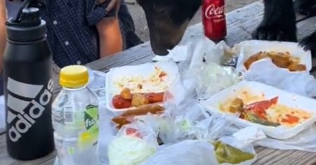 VIDEO  Doua minute de groaza. Un urs a navalit la un picnic, iar reactia oamenilor a fost extrem de inspirata